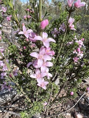 Cyanothamnus anemonifolius