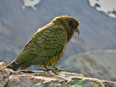Nestor notabilis
