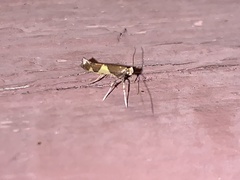 Caloptilia bimaculatella