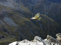 Nestor notabilis