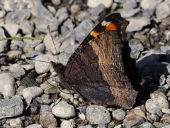 Aglais milberti