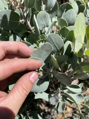 Arctostaphylos canescens