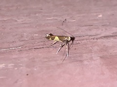 Caloptilia bimaculatella
