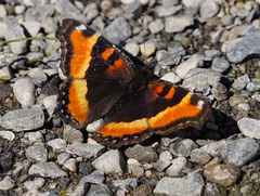 Aglais milberti