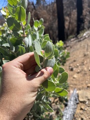 Arctostaphylos canescens