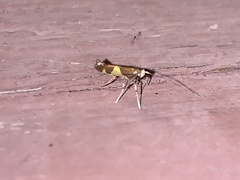Caloptilia bimaculatella