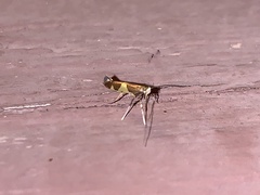 Caloptilia bimaculatella