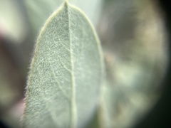 Arctostaphylos canescens