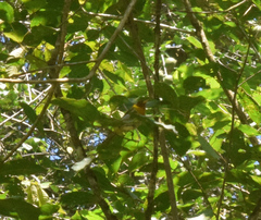 Hemithraupis ruficapilla