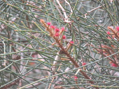 Casuarinaceae