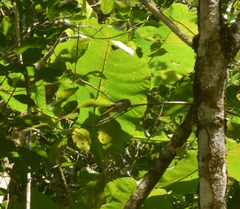 Hemithraupis ruficapilla