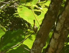 Hemithraupis ruficapilla