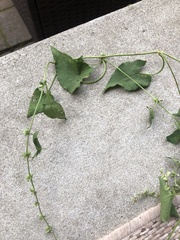 Fallopia convolvulus