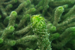 Lagarosiphon major