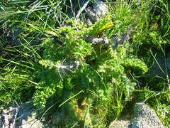 Pelargonium carnosum carnosum