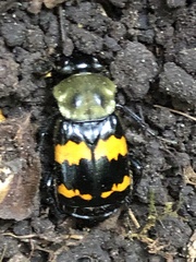 Nicrophorus tomentosus