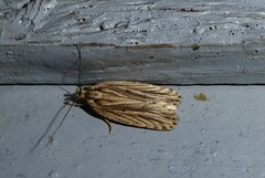 Agonopterix umbellana