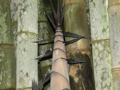 Bambusoideae