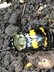 Nicrophorus tomentosus