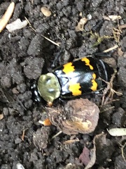 Nicrophorus tomentosus
