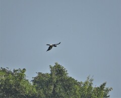 Bycanistes bucinator