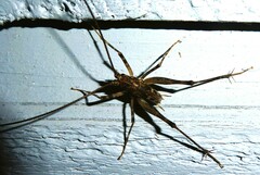 Pleioplectron simplex