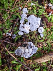Hydnellum caeruleum