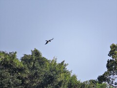 Bycanistes bucinator