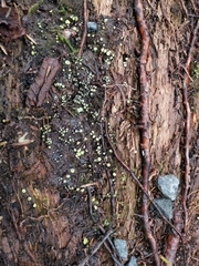 Podophacidium xanthomelum