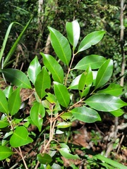 Syzygium formosanum
