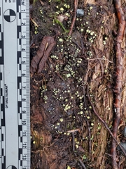 Podophacidium xanthomelum