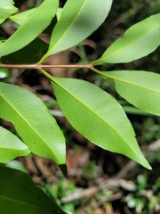 Syzygium formosanum