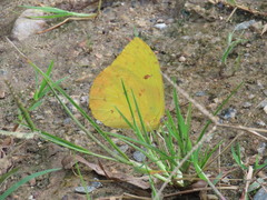 Phoebis philea philea