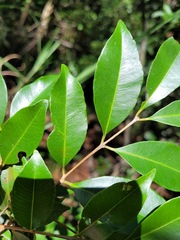 Syzygium formosanum