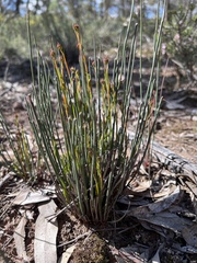 Glischrocaryon behrii