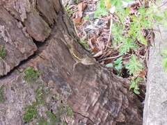 Diploderma swinhonis