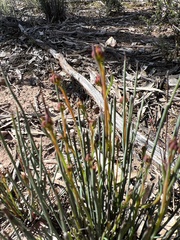 Glischrocaryon behrii