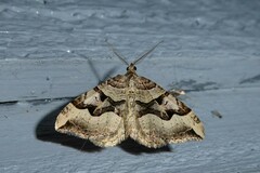 Xanthorhoe semifissata