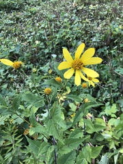 Helianthus decapetalus