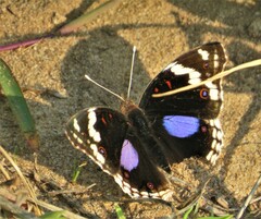 Junonia oenone oenone