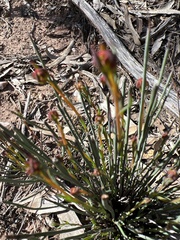 Glischrocaryon behrii