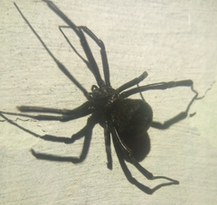 Latrodectus tredecimguttatus