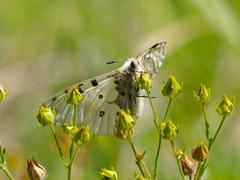 Parnassius smintheus