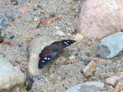 Polygonus savigny savigny