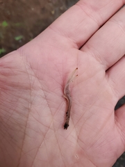 Clavulina castaneipes