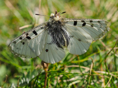 Parnassius smintheus