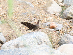 Thorybes dorantes dorantes