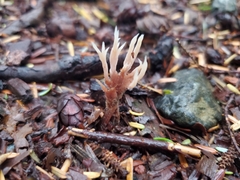 Clavulina castaneipes
