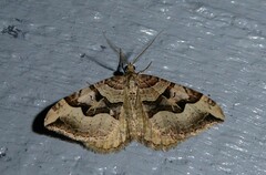 Xanthorhoe semifissata