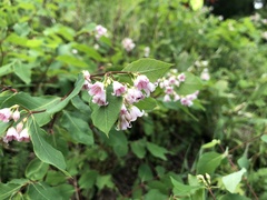 Apocynum androsaemifolium